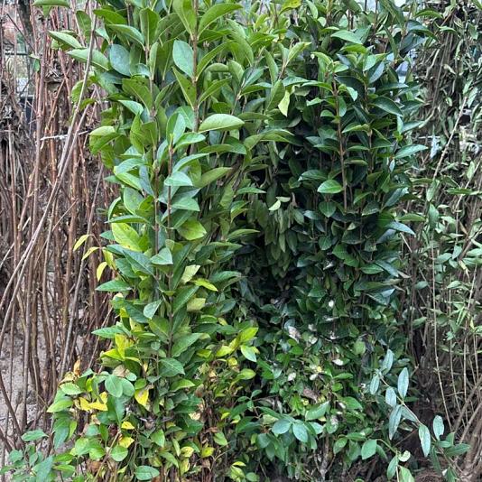 Ligustrum ovalifolium 