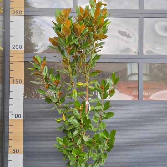 Magnolia grandiflora 