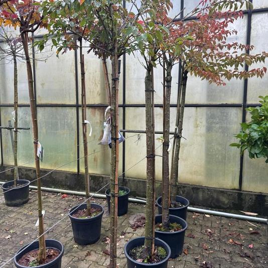 Larix kaempf. 'Stiff Weeper' 