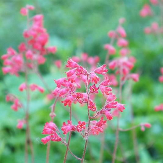 Heuchera b. 'Pluie de Feu' 