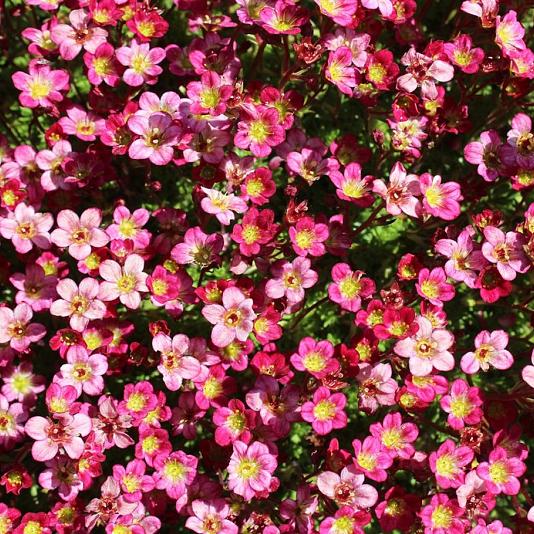 Saxifraga (A) 'Purpurteppich' 