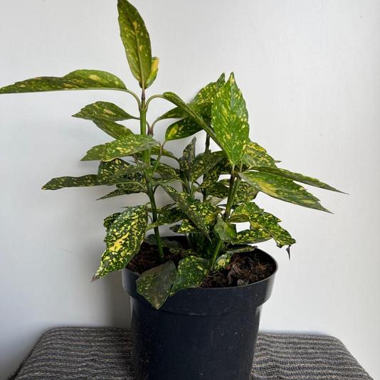 Aucuba jap. 'Variegata' Container 7,5lt. 30/40cm.
