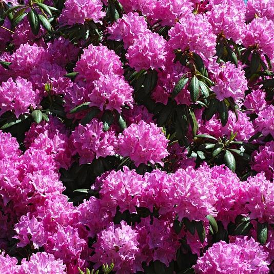 Rhododendron 'Roseum Elegans' Kluit 40/60cm.