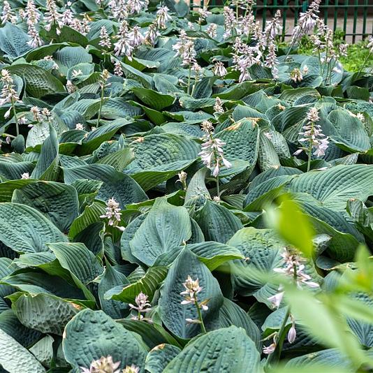 Hosta 'Big Daddy' Pot 9cm.