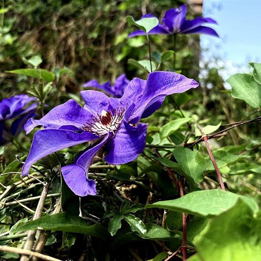 Clematis 'The President' 