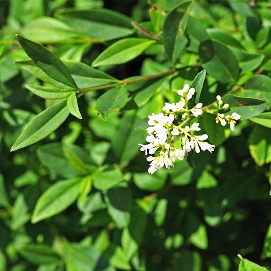 Ligustrum vulgare 
