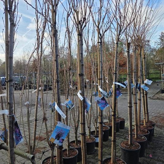 Prunus serrulata 'Royal Burgundy' 