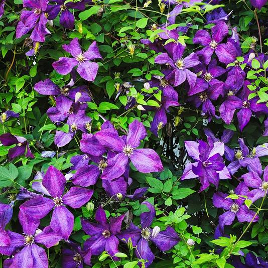 Clematis 'Jackmanii' Container 2lt. 80/100cm.