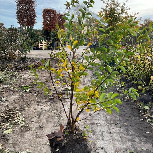 Lagerstoemia indica 'Turenne' 