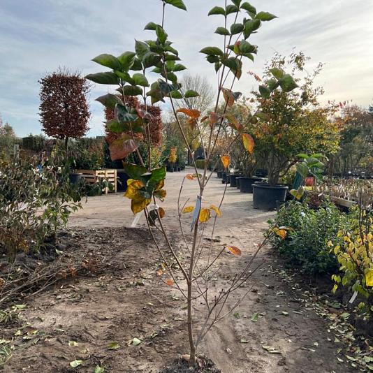 Cornus kousa 'Venus' 