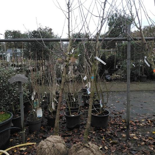 Prunus a. 'Regina' 