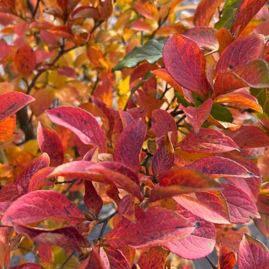 Stewartia pseudocamellia 