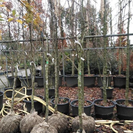 Pyrus c. 'Conference' Halfstam 
