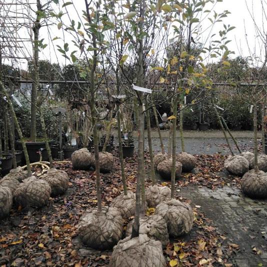 Malus d. 'Elstar' Halfstam 