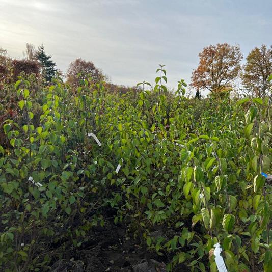 Cornus mas Kluit 125/150cm.