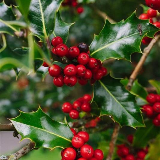 Ilex aquifolium Kluit 180/200cm.