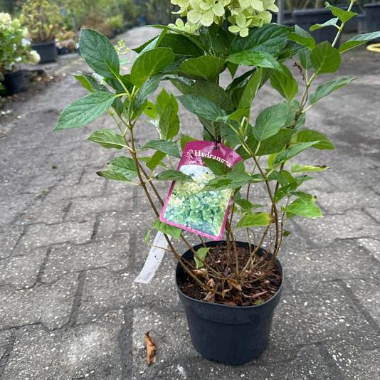 Hydrangea pan. 'Limelight' Container 2lt. 30/40cm.