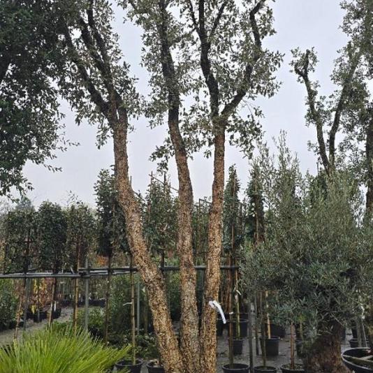 Quercus suber Meerstammig REF. 128