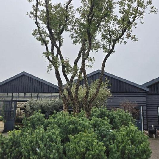 Quercus suber Meerstammig REF. 128