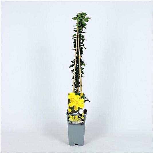 Jasminum nudiflorum Container 2lt. 60/80cm.