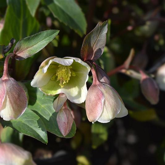 Helleborus 'Winterbells' 