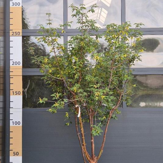 Acer griseum Meerstammig 