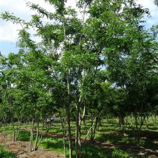 Gleditsia triac. 'Skyline' Meerstammig 
