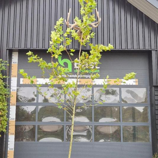 Platanus hispanica 