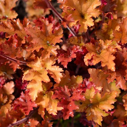Heuchera 'Caramel' 