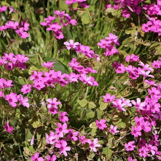 Phlox (S) 'Scarlet Flame' 