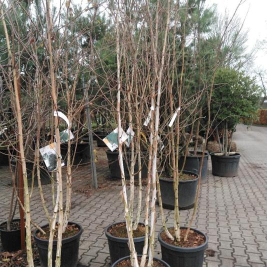 Betula u. 'Doorenbos' Meerstammig Container 90lt. 200/250cm.