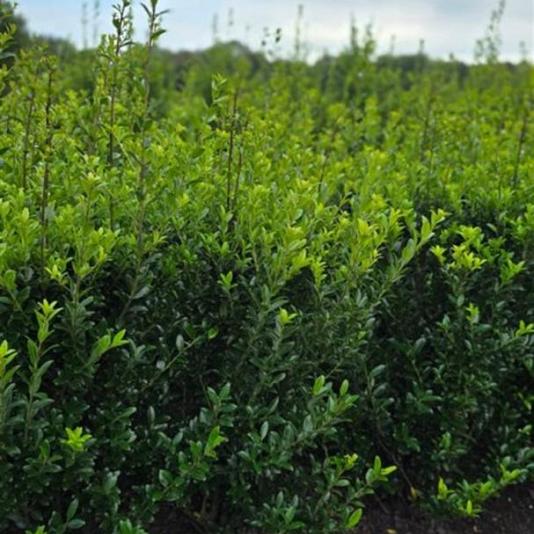Ilex maximowicziana 'Kanehirae' 