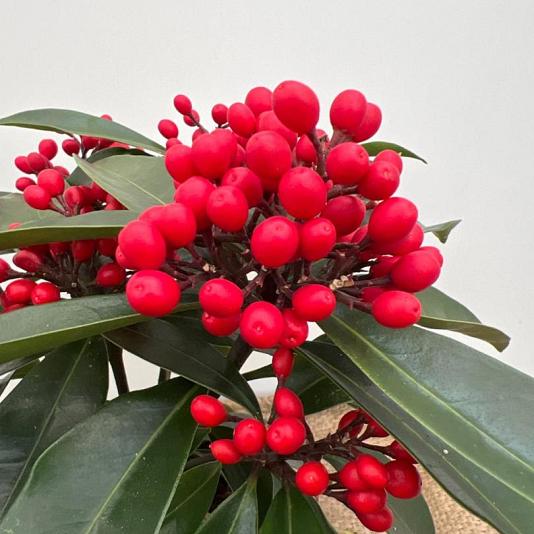 Skimmia reevesiana Container 2lt. 20/25cm.