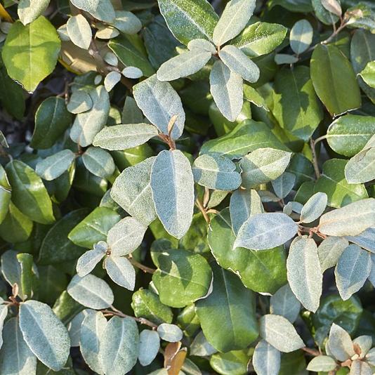 Elaeagnus ebbingei 