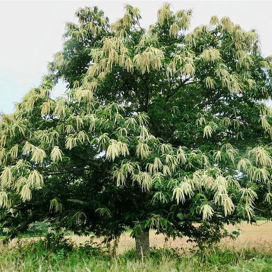 Castanea sativa Container 30lt. 6/8cm.