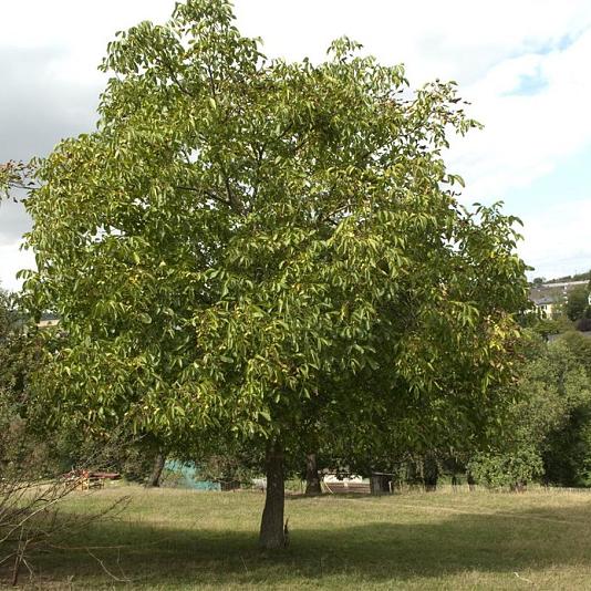 Juglans regia Container 40lt. 10/12cm.
