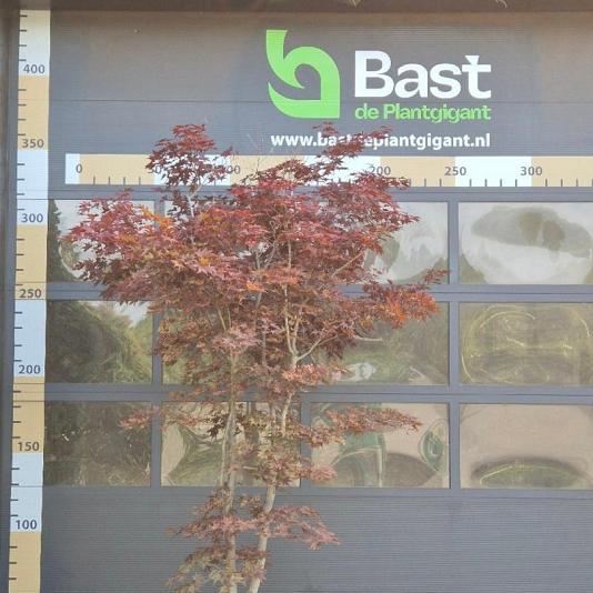 Acer pal. 'Bloodgood' Meerstammig 