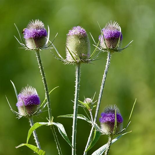 Dipsacus fullonum 