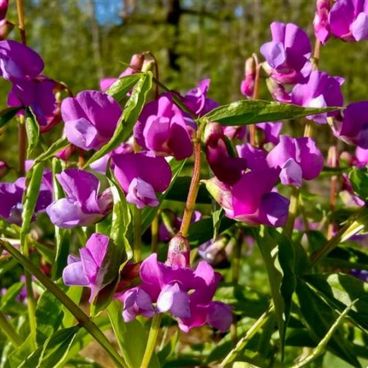 Lathyrus vernus Pot 9cm.