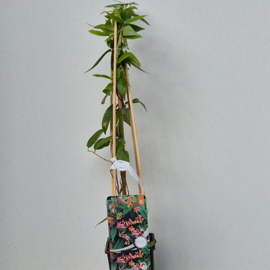 Lonicera henryi 