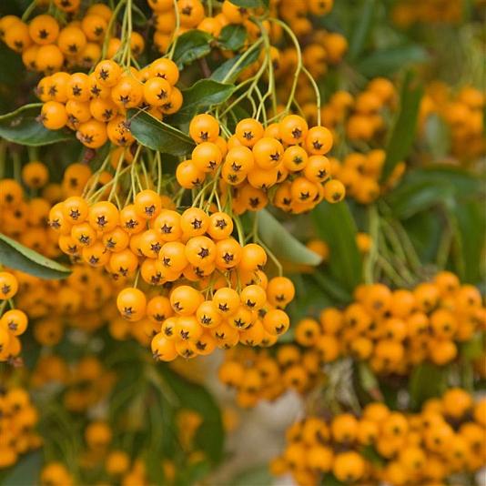 Pyracantha 'Golden Charmer' 