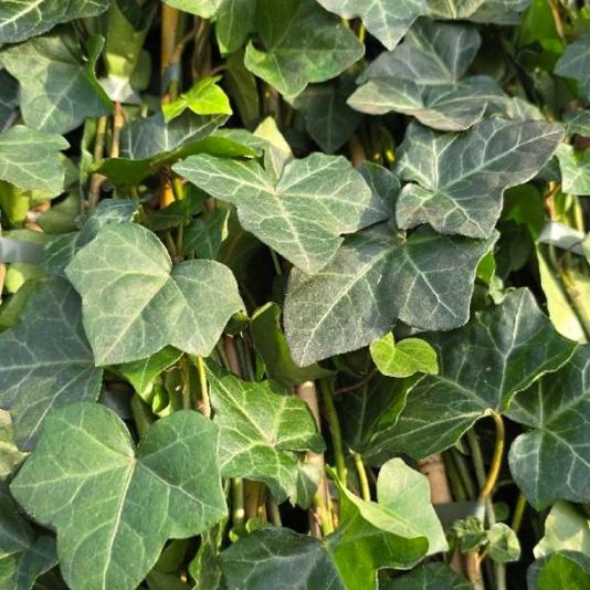 Hedera hibernica Container 1,3lt. 80/100cm.