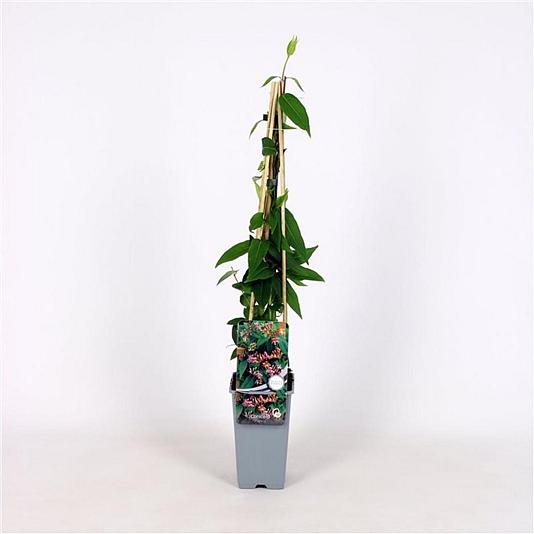 Lonicera henryi Container 2lt. 60/80cm.