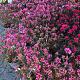 Azalea japonica Container 60lt.BOL 100/110
