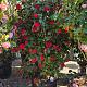 Camellia japonica Container 25lt. 100/120cm.