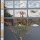 Lagerstroemia i. 'Red Imperator' Meerstammig 