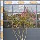 Lagerstroemia i. 'Lipan' Meerstammig 