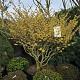 Hamamelis int. 'Arnold Promise' Meerstammig Container 160lt. 150/175cm.