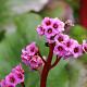 Bergenia cordifolia Purpurea 