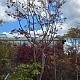 Acer pal. 'Fireglow' 